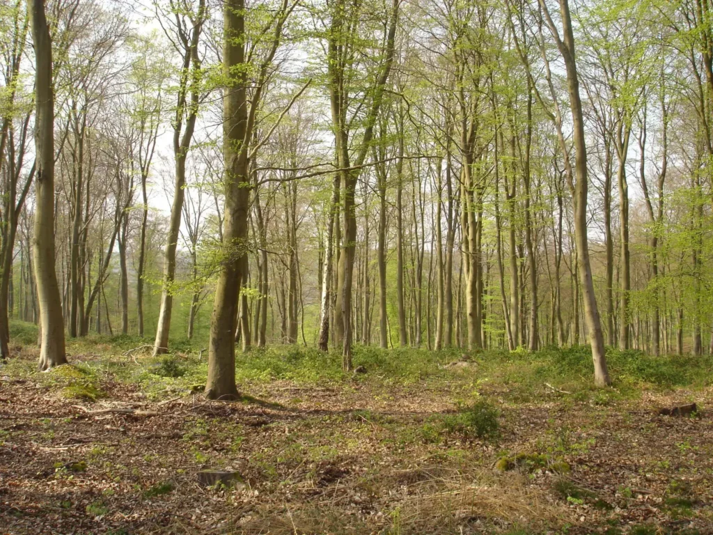 The Roumare forest in Rouen